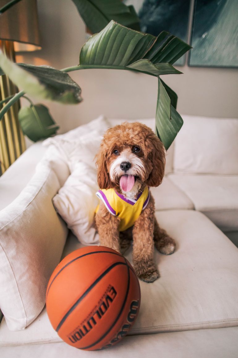Cachorro marrom vestido como um jogador de basquete com para uma bola de basquete em cima do sofa